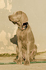 young Weimaraner