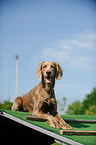 longhaired Weimaraner