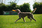 playing longhaired Weimaraner