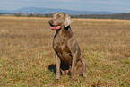 Weimaraner