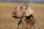 Weimaraner Portrait