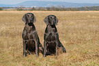 Weimaraner