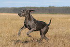 running Weimaraner