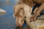 drinking Weimaraner