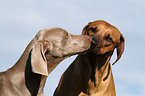 Weimaraner and Rhodesian Ridgeback