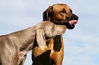 Weimaraner and Rhodesian Ridgeback