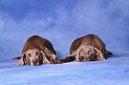 Weimaraner