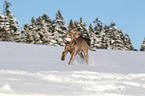 Weimaraner in snow