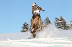 Weimaraner in snow