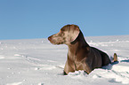 Weimaraner in snow