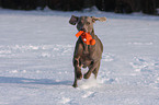 playing shorthaired Weimaraner