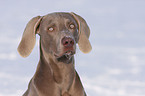 shorthaired Weimaraner portrait