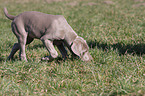 shorthaired Weimaraner puppy