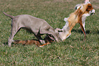 shorthaired Weimaraner puppy