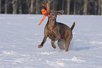 shorthaired Weimaraner