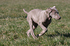 shorthaired Weimaraner puppy