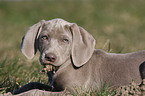 shorthaired Weimaraner puppy