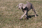 shorthaired Weimaraner puppy