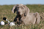 shorthaired Weimaraner puppy