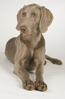 lying shorthaired Weimaraner