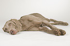 lying shorthaired Weimaraner