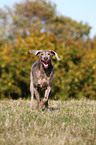 running shorthaired Weimaraner