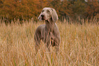 shorthaired Weimaraner