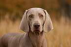 shorthaired Weimaraner portrait