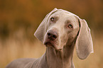 shorthaired Weimaraner portrait