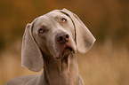 shorthaired Weimaraner portrait