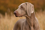 shorthaired Weimaraner portrait