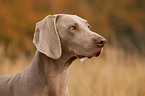 shorthaired Weimaraner portrait