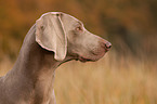 shorthaired Weimaraner portrait