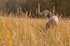 shorthaired Weimaraner