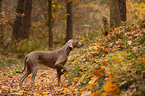 shorthaired Weimaraner