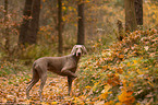 shorthaired Weimaraner