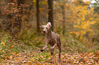 running shorthaired Weimaraner