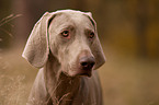 shorthaired Weimaraner portrait