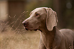 shorthaired Weimaraner portrait