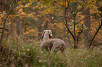 shorthaired Weimaraner