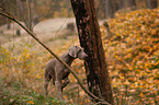 shorthaired Weimaraner