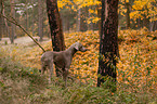 shorthaired Weimaraner