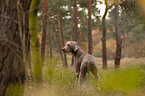 shorthaired Weimaraner