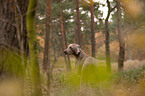 shorthaired Weimaraner