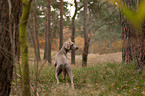 shorthaired Weimaraner