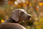 shorthaired Weimaraner portrait