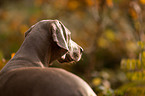 shorthaired Weimaraner portrait