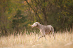 walking shorthaired Weimaraner