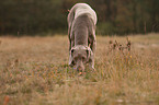 snuffling shorthaired Weimaraner