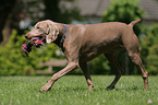 playing shorthaired Weimaraner